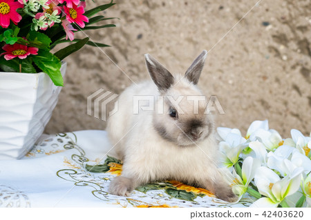 Easter bunny near spring wreath.  42403620