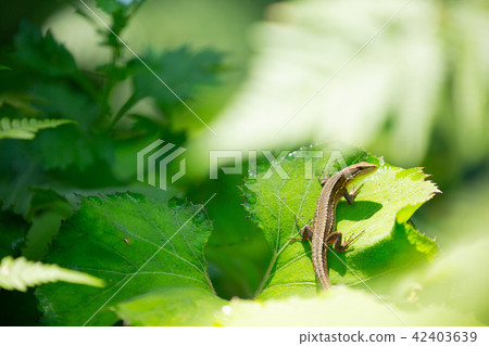 自然 自然 42403639