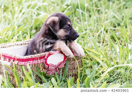 Little puppies in a basket on a green grass background Little puppies in a basket on a green grass background 42403901