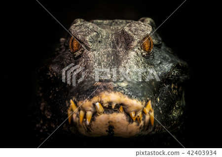 Head of a crocodile (Paleosuchus palpebrosus).  42403934
