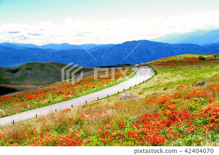 Kirigamine高地杜鵑花杜鵑花 Kirigamine高地杜鵑花杜鵑花 42404070