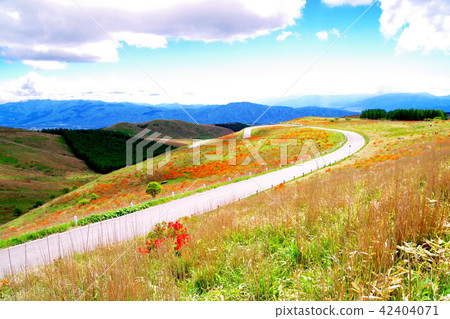 Kirigamine高地杜鵑花杜鵑花 42404071