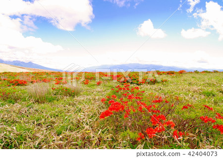 Kirigamine高地杜鵑花杜鵑花 Kirigamine高地杜鵑花杜鵑花 42404073