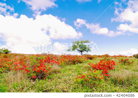 Kirigamine高地杜鵑花杜鵑花 Kirigamine高地杜鵑花杜鵑花 42404086