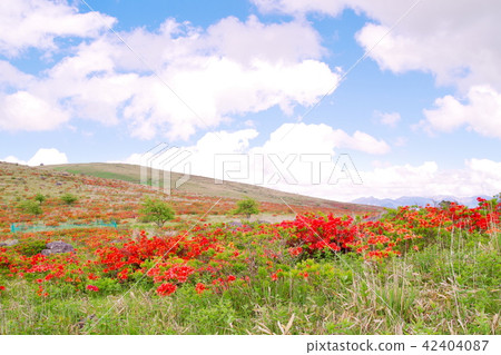 Kirigamine高地杜鵑花杜鵑花 Kirigamine高地杜鵑花杜鵑花 42404087