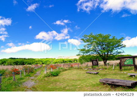 Kirigamine高地杜鵑花杜鵑花 42404129