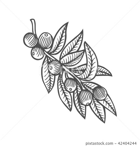 Forest tree branch with leaves 42404244