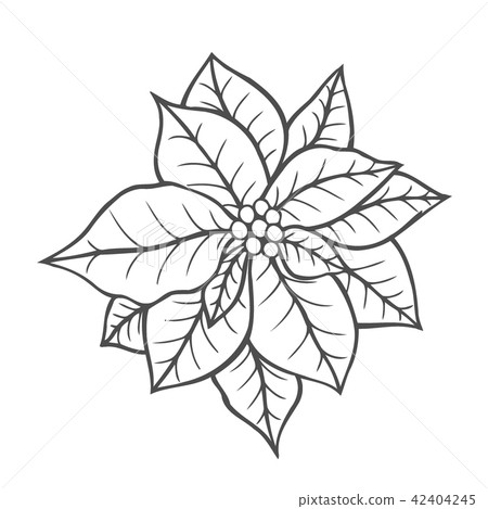 Poinsettia isolated, christmas flower. Poinsettia isolated, christmas flower. 42404245