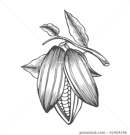 Cocoa beans freehand drawing Cocoa beans freehand drawing 42404246