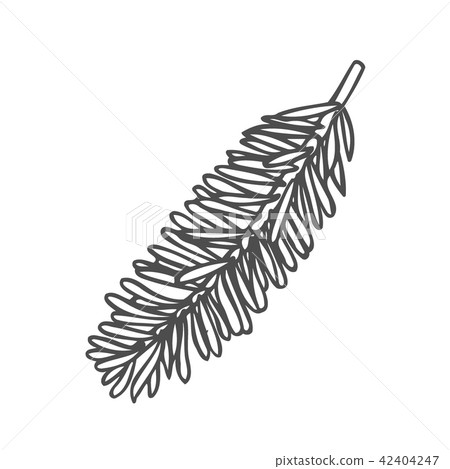 Hand drawn pine tree Hand drawn pine tree 42404247