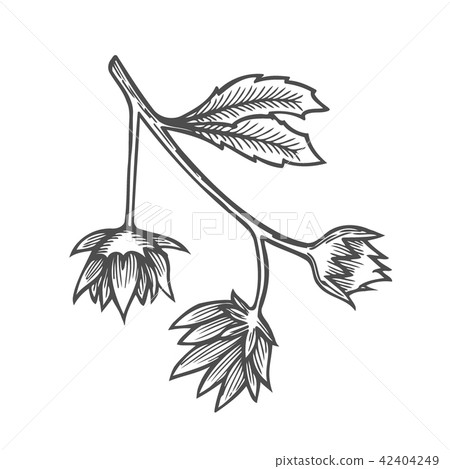 black and white flower black and white flower 42404249