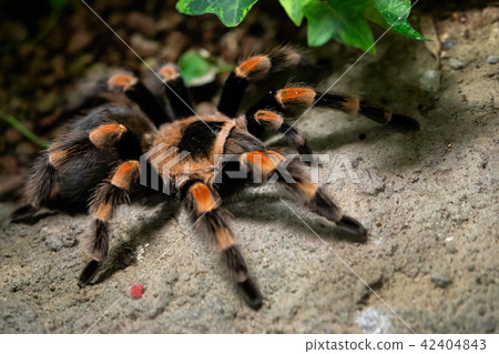 Tarantula spider close-up.  42404843