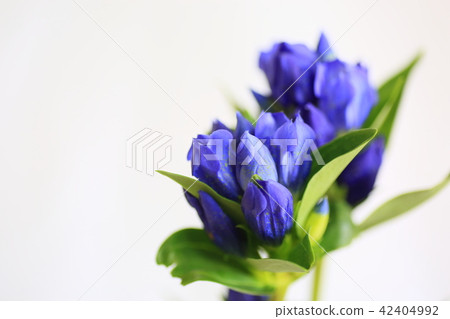 龍膽花 42404992