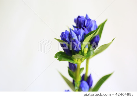 龍膽花 42404993