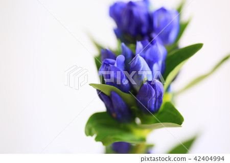 龍膽花 龍膽花 42404994