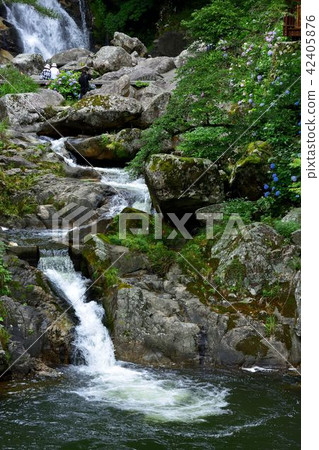 落下的瀑布的八仙花屬 42405876