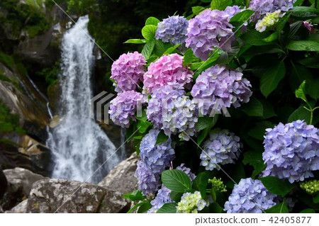 Hydrangea of a falling waterfall 42405877