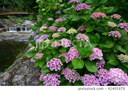 落下的瀑布的八仙花屬 42405879