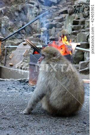 Curious Mr. Curious Mr. 42405901