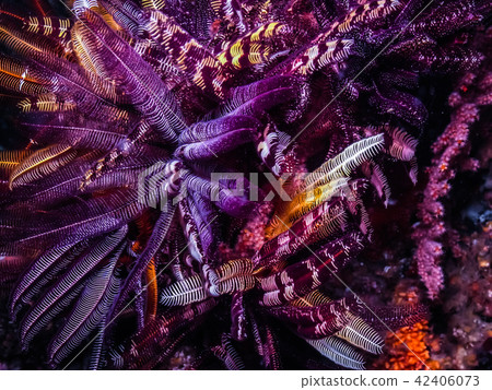 A freshwater fish that spreads feathers to overlap. Wakayama · Kushimoto 42406073