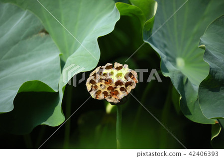 蓮花芯核心花芯蓮花荷花蓮花夏季花卉溫泉 42406393