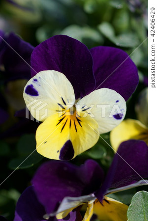 Pansy viola flower language is "sincere" 42406429