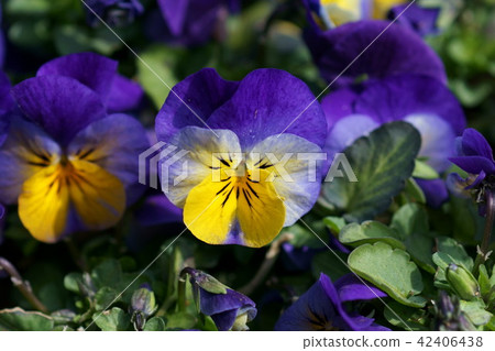 Pansy viola flower language is "sincere" 42406438