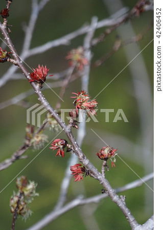 Bunsakura Fusasakura It stands out in the early spring mountains. 42406452