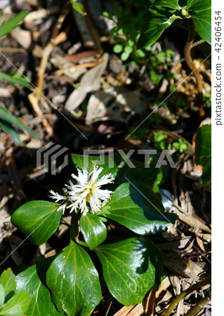 Fuyuki Grass Hokkaido flower language is "good door" Fuyuki Grass Hokkaido flower language is "good door" 42406454