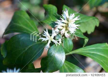 Fuyuki Grass Hokkaido flower language is "good door" 42406455