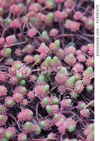 Morimura all year grass of early spring 42406470