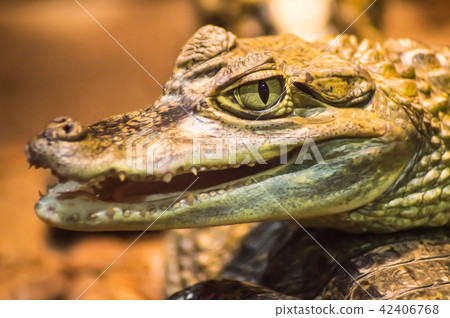 Close up on the head of a caiman 42406768