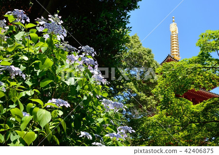 Hydrangea flower seen in Takahata immovable Hydrangea flower seen in Takahata immovable 42406875