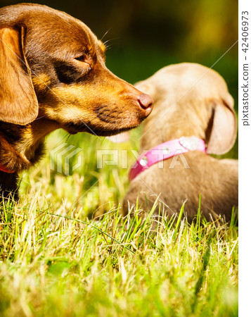 Little dogs playing outside Little dogs playing outside 42406973