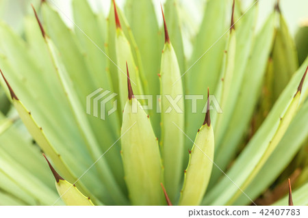 Prickly leaves of blue agave cactus close-up Prickly leaves of blue agave cactus close-up 42407783