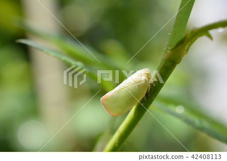 Gardening image material, Insects, Rose branches on a branch Gardening image material, Insects, Rose branches on a branch 42408113