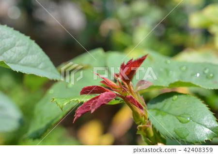Rose sprouts Rose sprouts 42408359