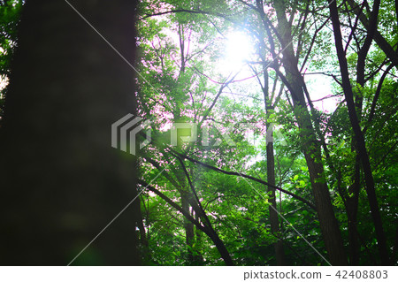 散步,風景,落光 散步,風景,落光 42408803