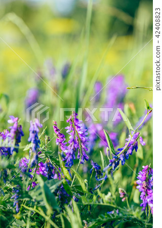 Beautiful blue vetch flowers. 42408823