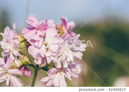 Beautiful pink flowers. Beautiful pink flowers. 42408825