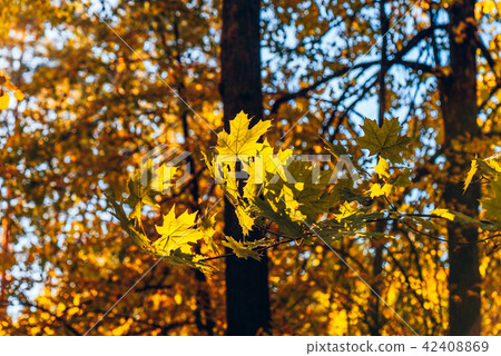 Yellow maple foliage  42408869