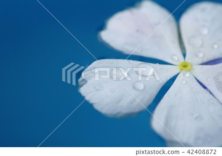 Floating flowers Floating flowers 42408872
