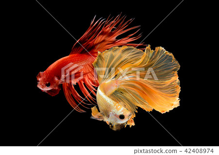 Close up art movement of Betta fish Close up art movement of Betta fish 42408974