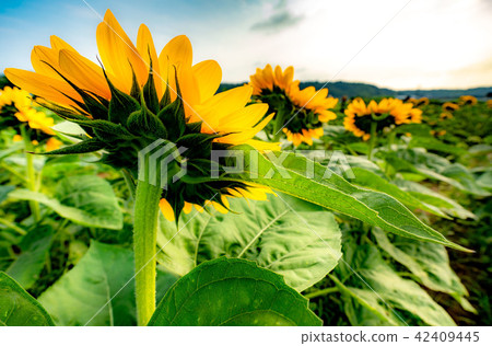 Sakura Furusato Plaza Windmill Sunflower Garden 42409445
