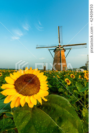 Sakura Furusato Plaza Windmill Sunflower Garden 42409450