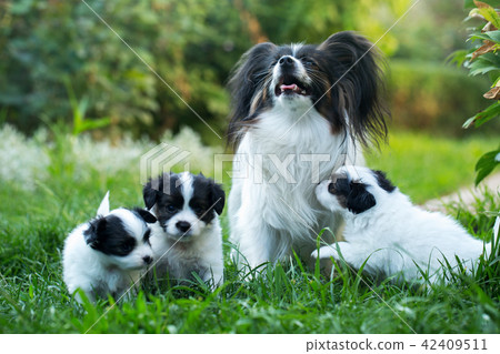 Cubs with mom 42409511