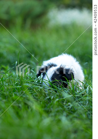 the puppy hid himself in the grass 42409513