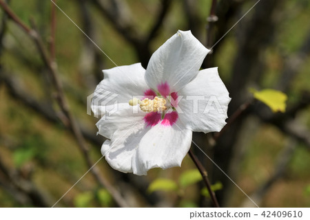 Moogue(日之丸) Moogue(日之丸) 42409610