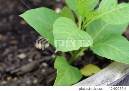 Belladonna Belladonna 42409834