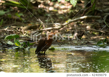 Okinawa who came to the water field 42409879